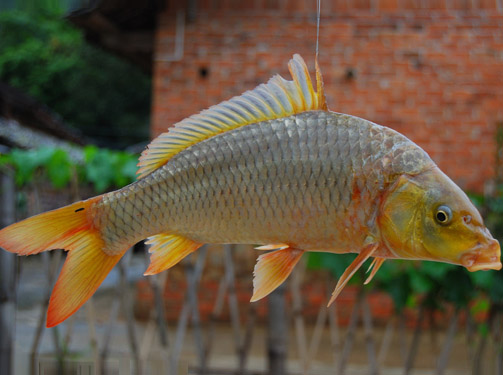 鯽魚(yú)配送